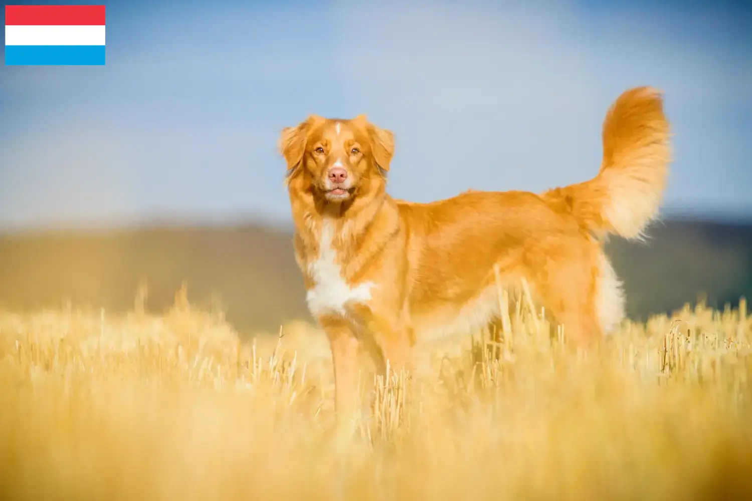 Nova Scotia Duck Tolling Retriever kiskutyák és tenyésztők Luxemburg Keress Nova Scotia Duck Tolling Retriever tenyésztőket Luxemburgban.