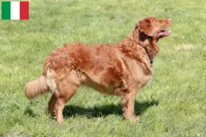 Read more about the article Nova Scotia Duck Tolling Retriever tenyésztők és kölykök Olaszországban