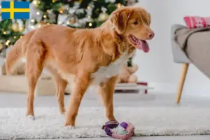 Read more about the article Nova Scotia Duck Tolling Retriever tenyésztők és kölykök Svédországban