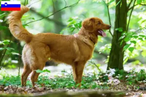 Read more about the article Nova Scotia Duck Tolling Retriever tenyésztők és kiskutyák Szlovéniában