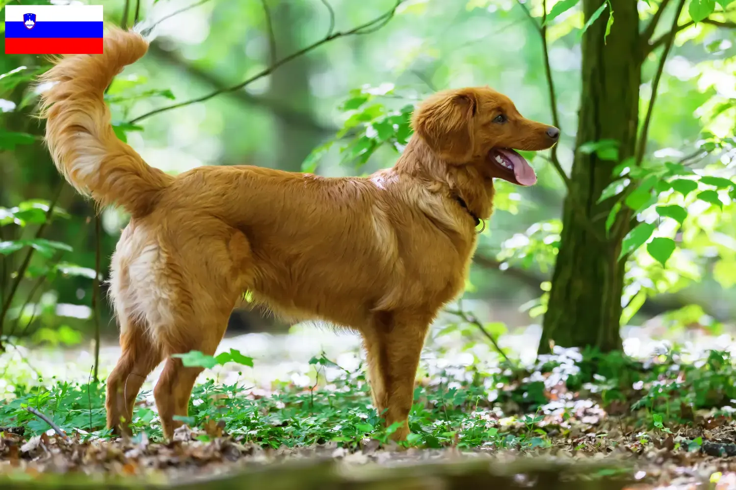 Nova Scotia Duck Tolling Retriever kiskutyák és tenyésztők Szlovénia Keress Nova Scotia Duck Tolling Retriever tenyésztőket Szlovéniában.