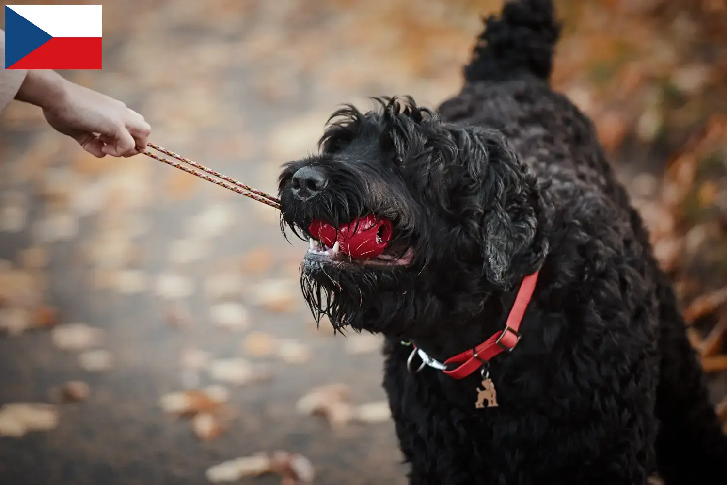Orosz fekete terrier kiskutyák és tenyésztők Csehország Itt találhatsz orosz fekete terrier tenyésztőket Csehországban.