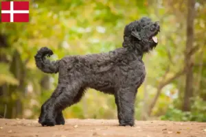 Read more about the article Orosz fekete terrier tenyésztő és kiskutyák Dánia területén