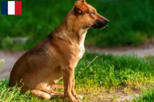 Read more about the article Osztrák pinscher tenyésztő és kölykök Franciaországban