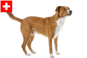 Read more about the article Osztrák pinscher tenyésztő és kölykök Svájcban