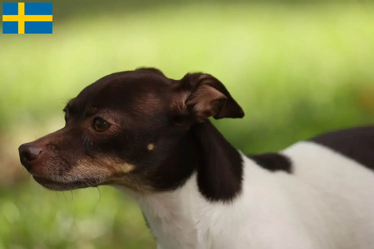 Patkányterrier kiskutyák és tenyésztők Svédországban Svédországban található patkányterrier tenyésztők itt találhatók.