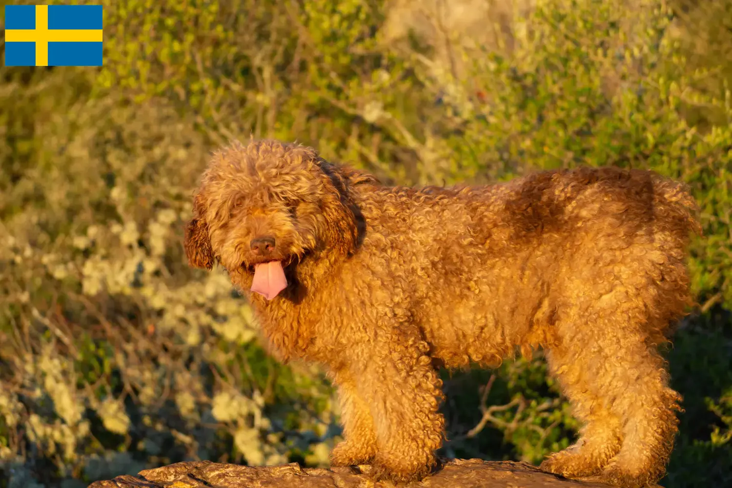 Perro de Agua Español kiskutyák és tenyésztők Svédországban Itt találhat Perro de Agua Españols tenyésztőket Svédországban.