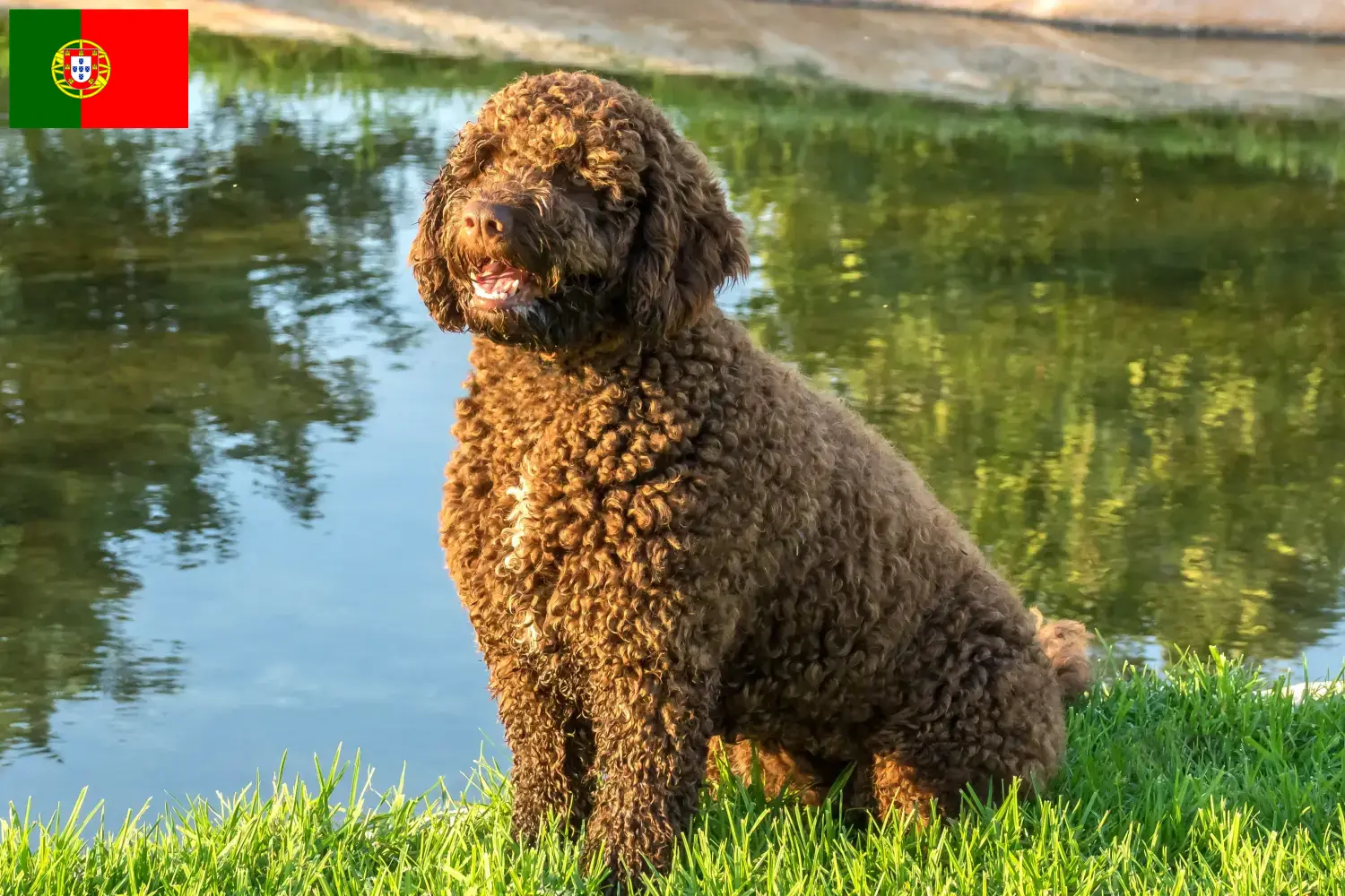 Perro de Agua Español kiskutyák és tenyésztők Portugália Itt találhat Perro de Agua Españols tenyésztőket Portugáliában.