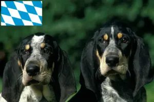Read more about the article Petit Bleu de Gascogne tenyésztők és kiskutyák Bajorországban