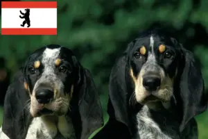 Read more about the article Petit Bleu de Gascogne tenyésztők és kiskutyák Berlinben