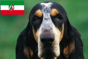 Read more about the article Petit Bleu de Gascogne tenyésztők és kiskutyák Észak-Rajna-Vesztfália területén
