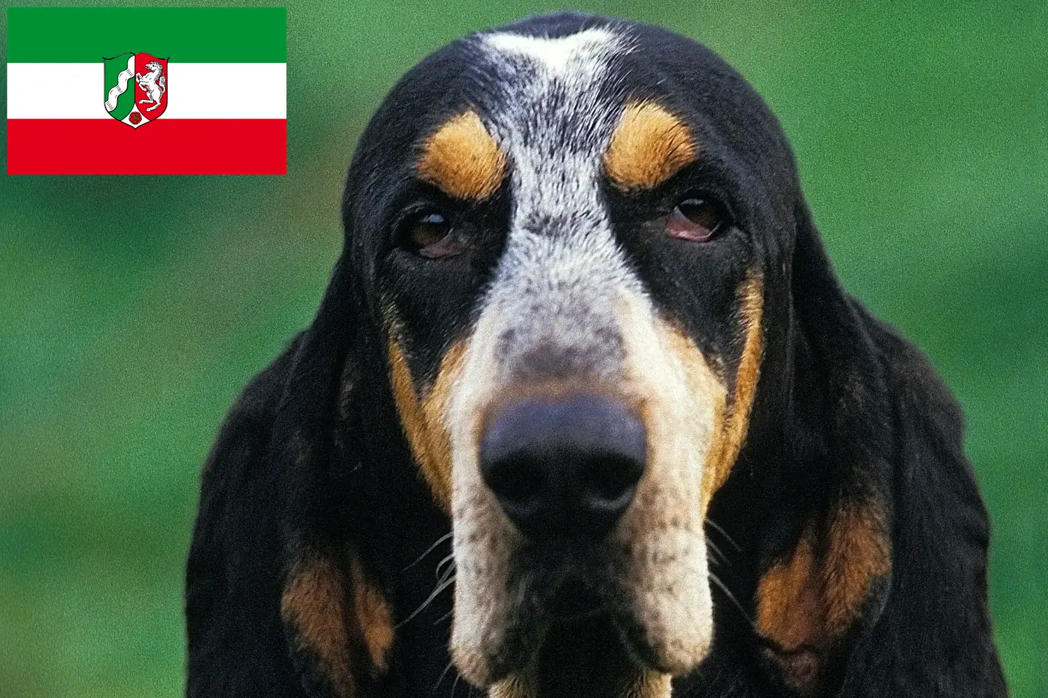 Read more about the article Petit Bleu de Gascogne tenyésztők és kiskutyák Észak-Rajna-Vesztfália területén
