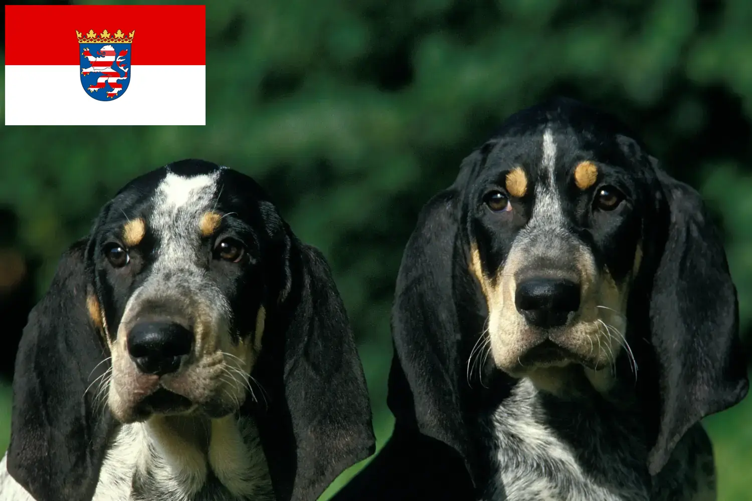 Petit Bleu de Gascogne kiskutyák és tenyésztők Hessen Itt talál Petit Bleu de Gascognes tenyésztőket Hessenben.
