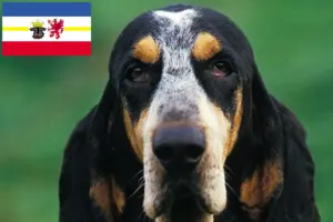 Read more about the article Petit Bleu de Gascogne tenyésztők és kiskutyák Mecklenburg-Vorpommernben