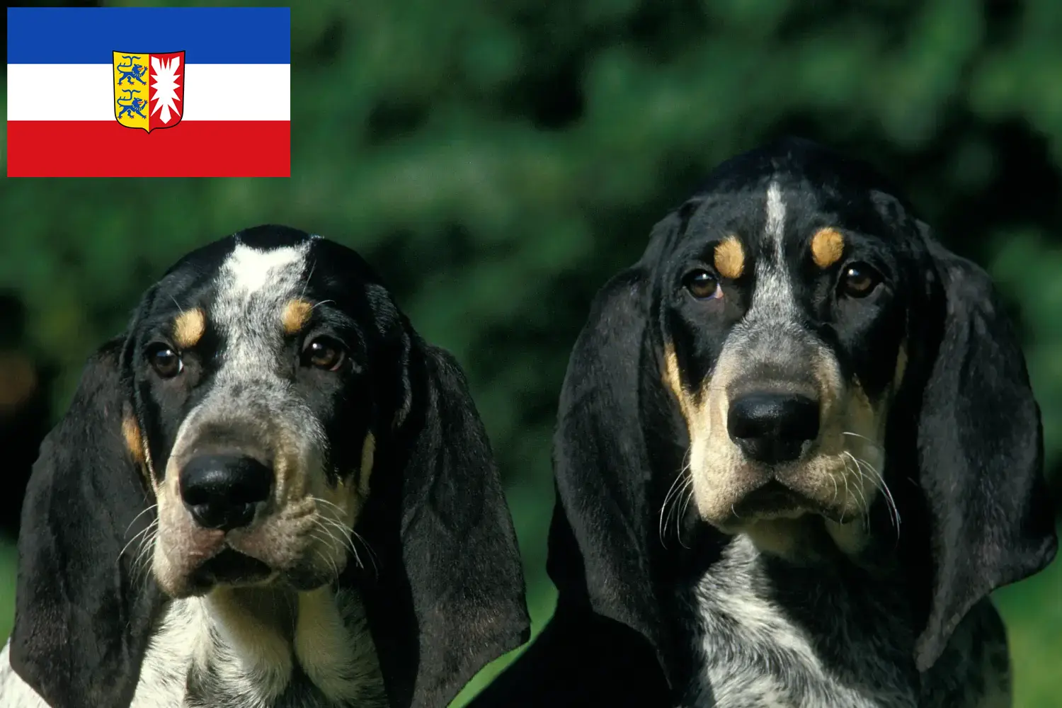 Petit Bleu de Gascogne kölyökkutyák és tenyésztők Schleswig-Holstein Itt talál Petit Bleu de Gascognes tenyésztőket Schleswig-Holsteinben.