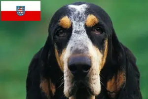 Read more about the article Petit Bleu de Gascogne tenyésztők és kiskutyák Türingiában