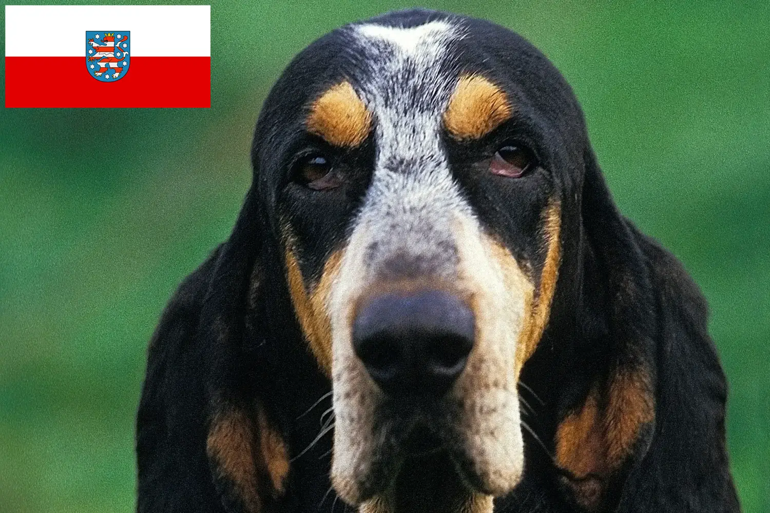 Read more about the article Petit Bleu de Gascogne tenyésztők és kiskutyák Türingiában