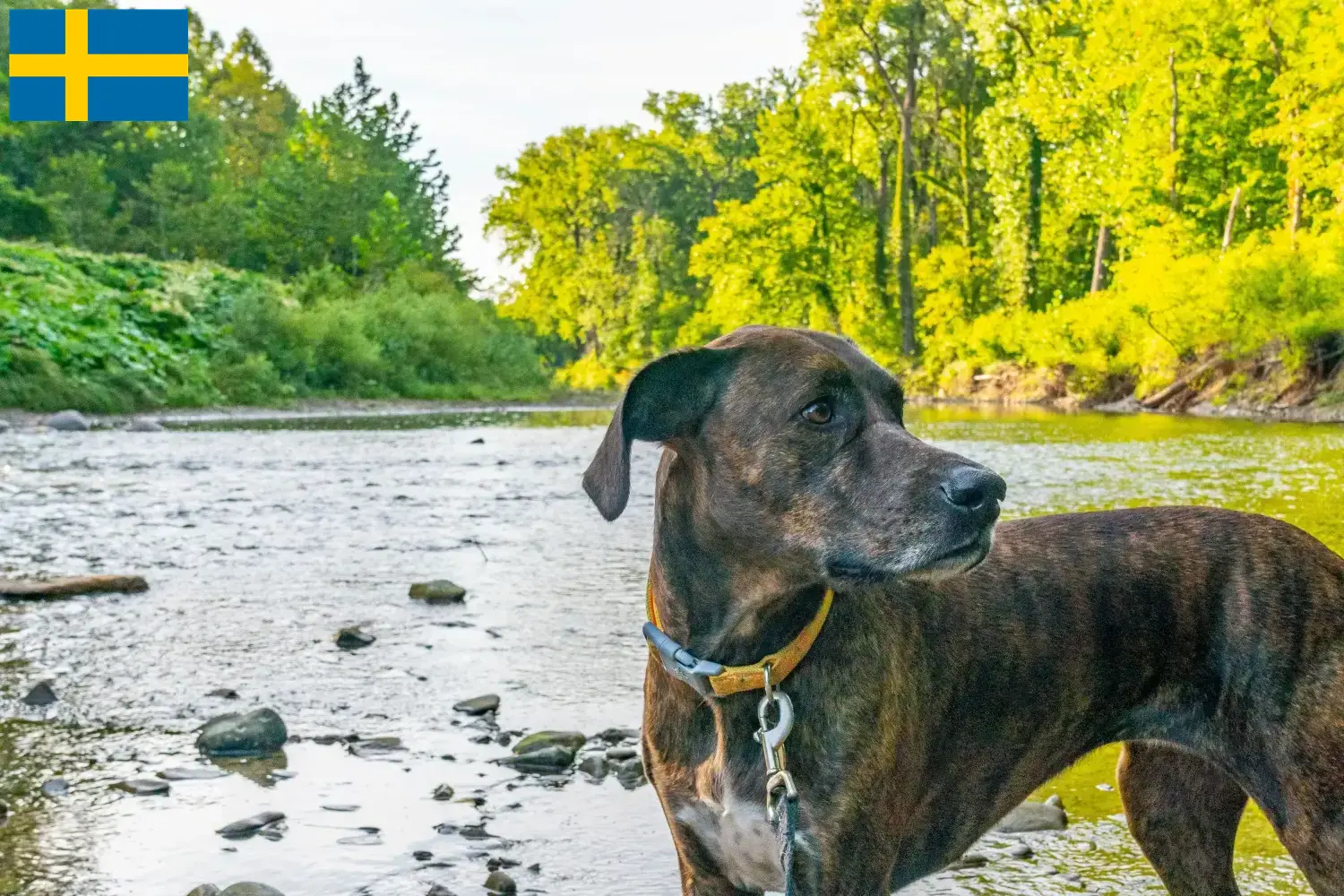 Plott Hound kiskutyák és tenyésztők Svédországban Itt megtalálja a svédországi Plott Hounds tenyésztőket.