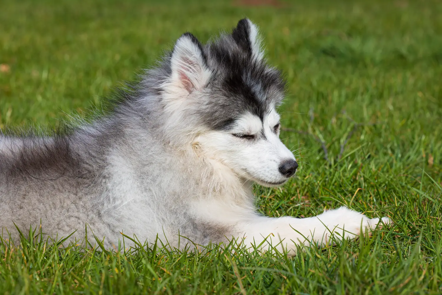 Pomsky kiskutya vásárlása felelősségvállalást jelent! Pomsky kiskutyák vásárlása.