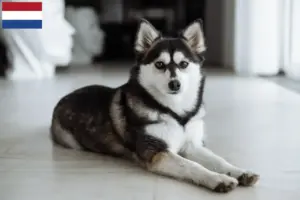Read more about the article Pomsky tenyésztők és kölykök Hollandiában