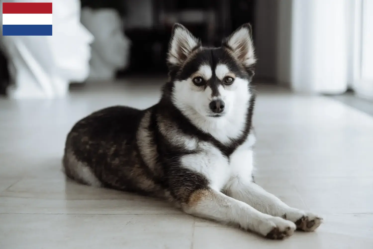 Pomsky kölykök és tenyésztők Hollandia Itt találhat Pomskys tenyésztőket Hollandiában.
