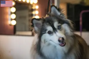 Read more about the article Pomsky tenyésztők és kölykök az USA-ban
