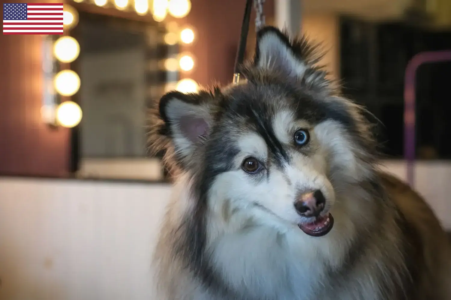 Pomsky kölykök és tenyésztők USA Itt találhatsz Pomsky tenyésztőket az USA-ban.