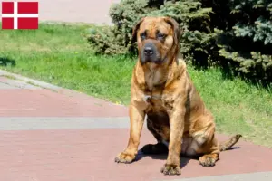 Read more about the article Presa Canario tenyésztők és kölykök Dániában