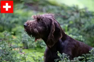 Read more about the article Pudelpointer tenyésztők és kölykök Svájcban