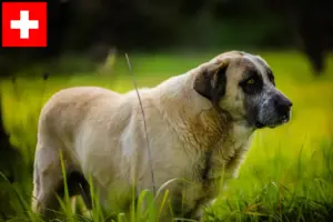 Read more about the article Rafeiro do Alentejo tenyésztők és kiskutyák Svájcban