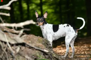 Read more about the article Ratonero Valenciano tenyésztők és kiskutyák Portugáliában