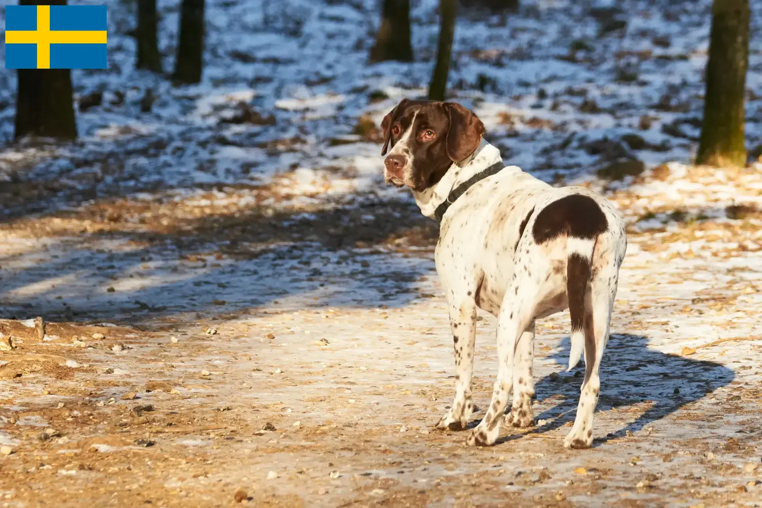 Régi dán puckoló kutyakölykök és tenyésztő Svédországban Itt megtalálja a svédországi Old Danish Pointing Dog tenyésztőket.