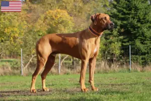 Read more about the article Rhodesian Ridgeback tenyésztők és kölykök az USA-ban