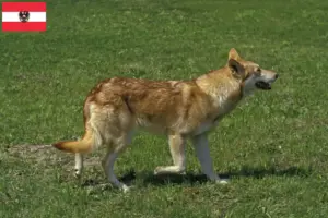 Read more about the article Saarloos Wolfhound tenyésztők és kiskutyák Ausztriában