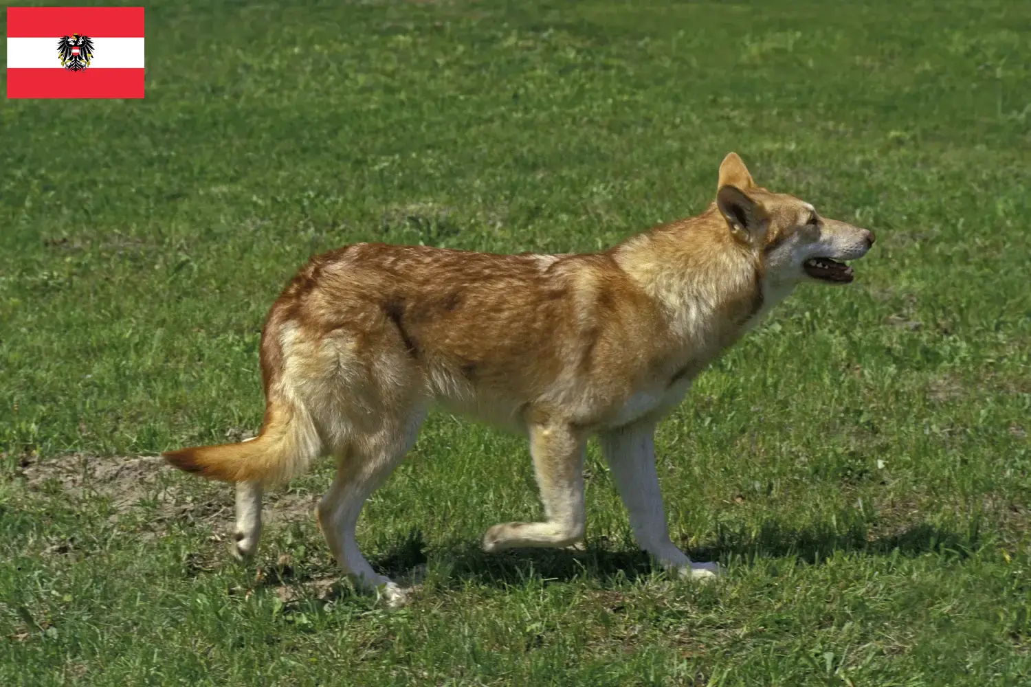 Saarloos Wolfhound kiskutyák és tenyésztők Ausztria Itt talál Saarloos Wolfdog tenyésztőket Ausztriában.