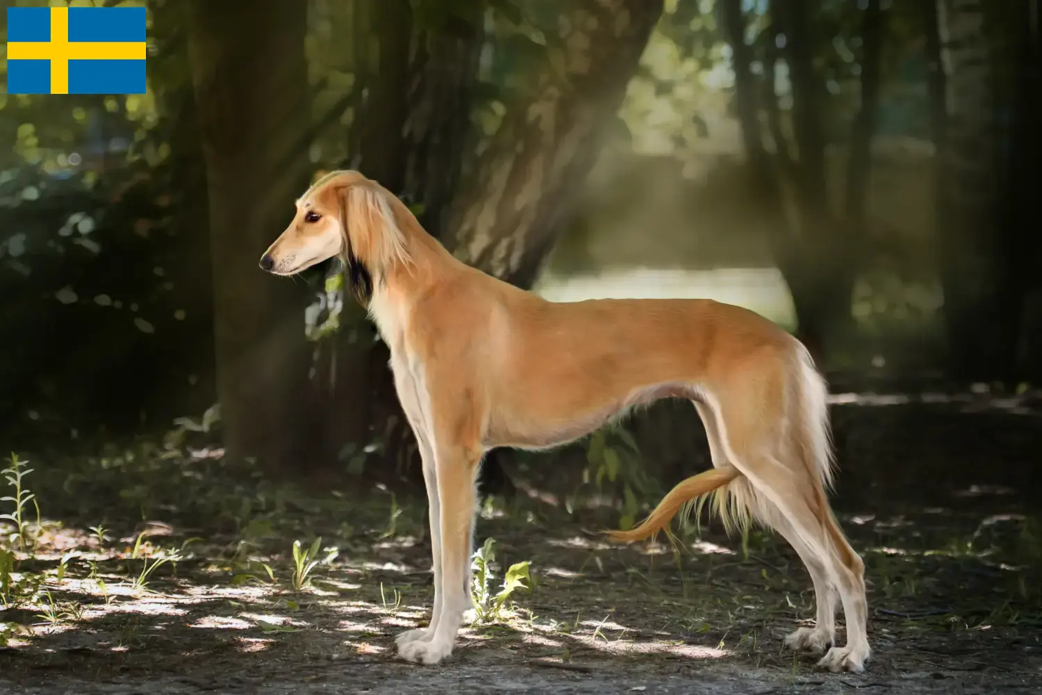 Saluki kölykök és tenyésztők Svédországban Itt megtalálja a svédországi szaluki tenyésztőket.