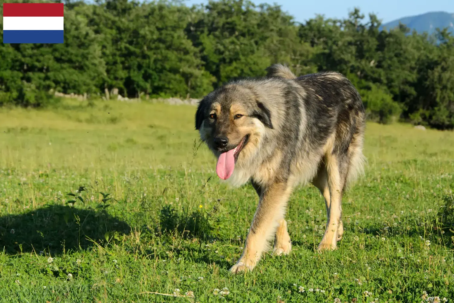 Šarplaninac kiskutyák és tenyésztők Hollandia Keresse meg a Šarplaninac tenyésztőket Hollandiában itt.