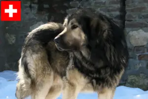 Read more about the article Šarplaninac tenyésztők és kölykök Svájcban