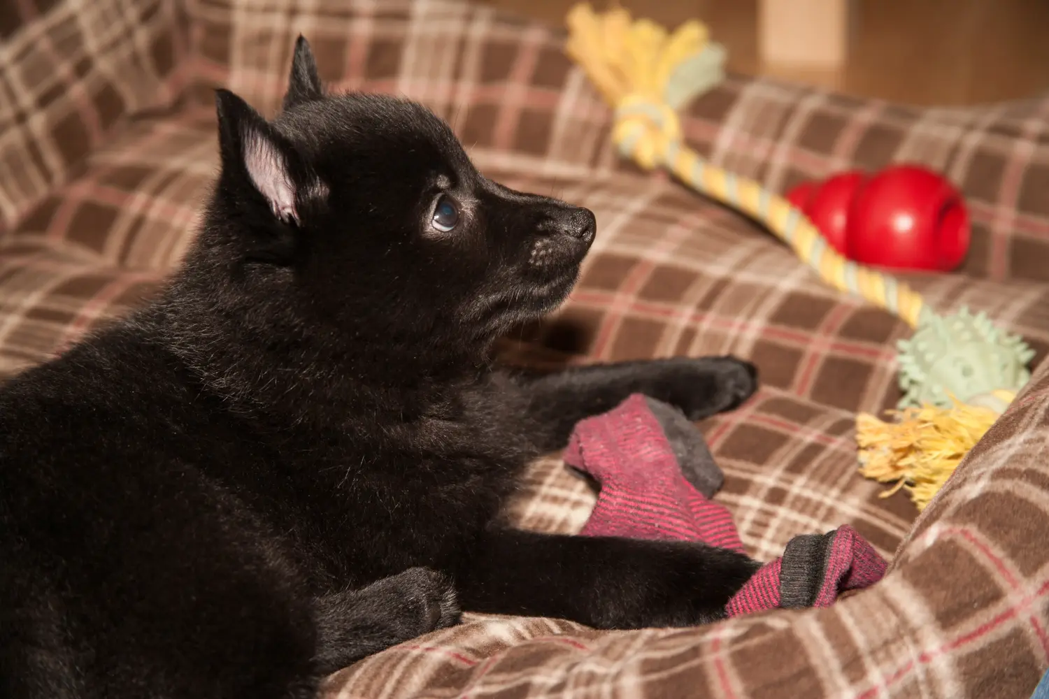 Egy Schipperke kölyökkutya megvásárlása felelősségvállalást jelent! Vásároljon Schipperke kiskutyákat.