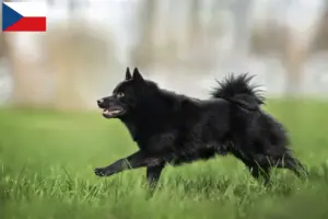 Read more about the article Schipperke tenyésztők és kölykök Csehországban