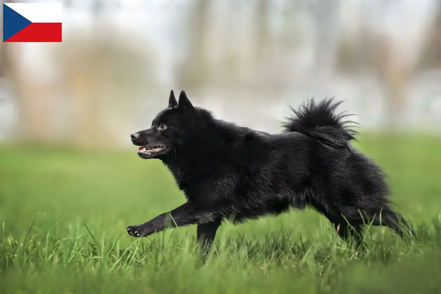 Schipperke kiskutyák és tenyésztők Csehország Itt találhat Schipperkes tenyésztőket Csehországban.