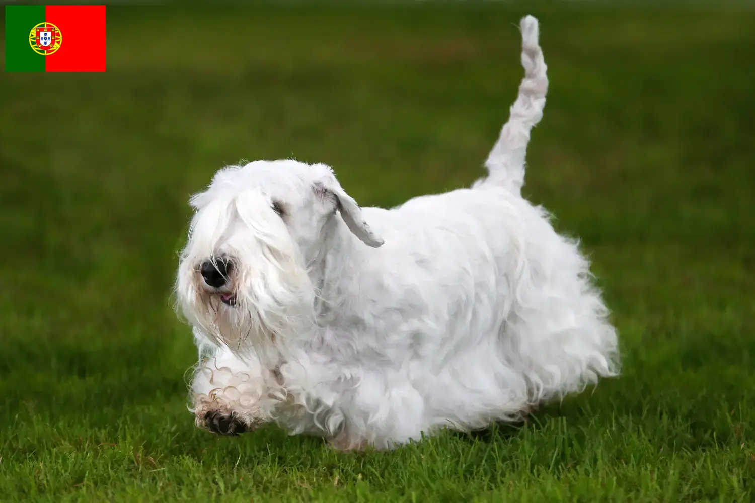 Sealyham terrier kölykök és tenyésztők Portugália Találj Sealyham terrier tenyésztőket Portugália területén itt.