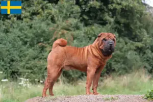 Read more about the article Shar Pei tenyésztők és kölykök Svédországban