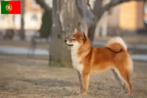 Read more about the article Shiba tenyésztők és kölykök Portugáliában