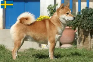 Read more about the article Shiba tenyésztők és kölykök Svédországban