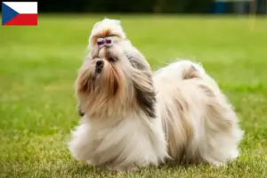 Read more about the article Shih Tzu tenyésztők és kiskutyák Csehországban