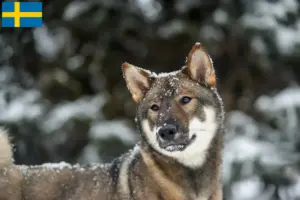 Read more about the article Shikoku tenyésztők és kiskutyák Svédországban