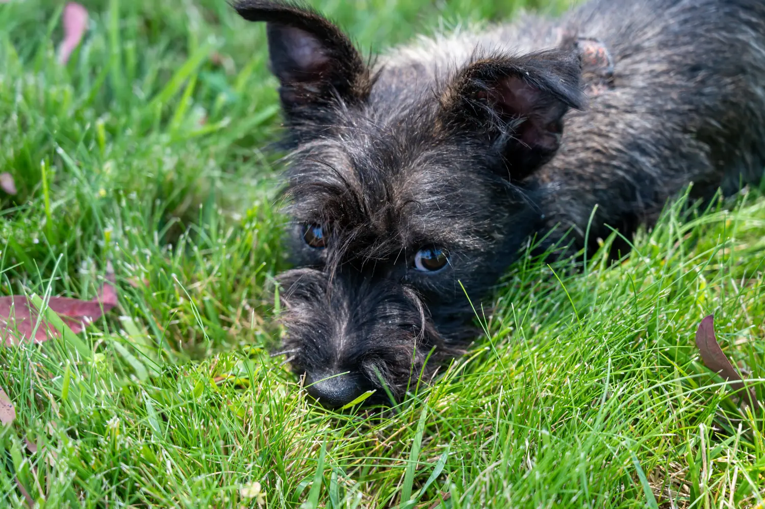 Egy skót terrier kölyökkutya megvásárlása felelősségvállalást jelent! Vásároljon skót terrier kiskutyákat.