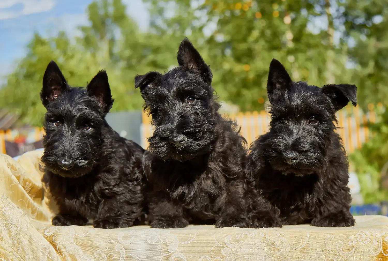 Egy skót terrier kölyökkutya megvásárlása felelősségvállalást jelent! Vásároljon skót terrier kiskutyákat.