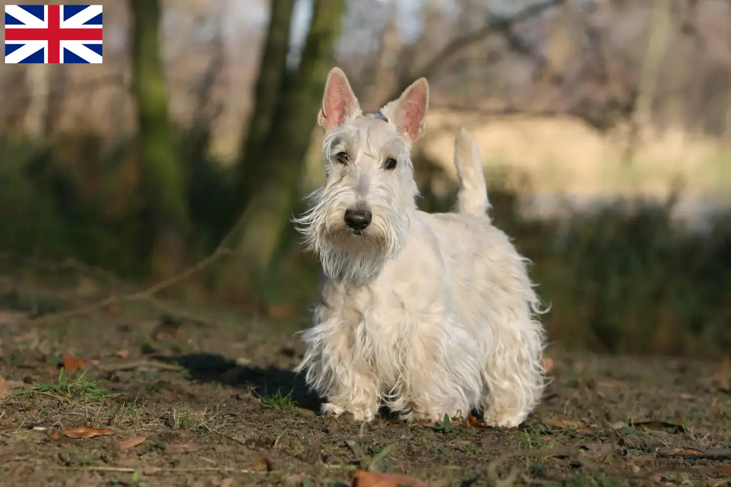 Skót terrier kölykök és tenyésztők Nagy-Britannia Nagy-Britannia skót terrier tenyésztőit itt találja.